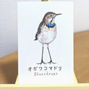 オガワコマドリ 3枚組野鳥ポストカード