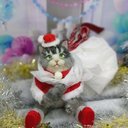 ☆マリンの家☆羊毛フェルト 三毛猫～サンタバージョン　猫　ハンドメイド　ねこ　サンタ　クリスマス　サンタクロース　ハンドメイド