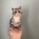 手乗り子猫　サバトラ　羊毛フェルト　ぬいぐるみ　ねこ