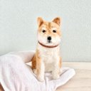 もうすぐ父の日♪　羊毛フェルトのちょこっとおすわり柴犬　犬のぬいぐるみ