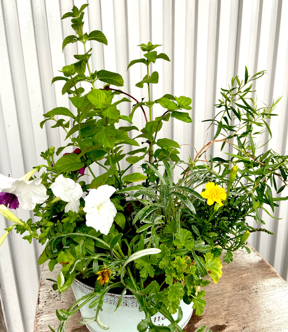 【送料差額負担】おまかせ✳︎夏の寄せ植え