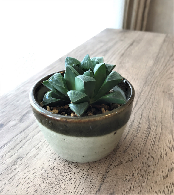 インテリア観葉植物｜多肉植物✕陶芸益子焼きのコラボ作品｜自然の癒しと人間の温もり｜益子グリーン　ハオルチア・ムティカ１