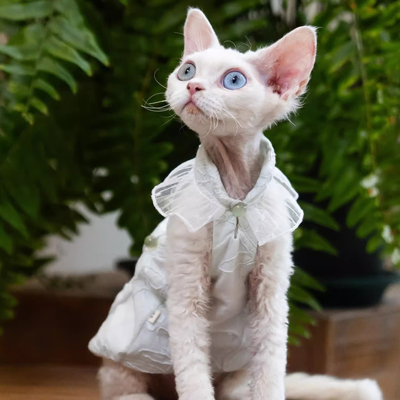 〈オーダーメイド可能〉猫服 犬服 ペット服 ネコ 飾り付き花刺繡プリンセスワンピース スフィンクス猫 姫スカート ドレス