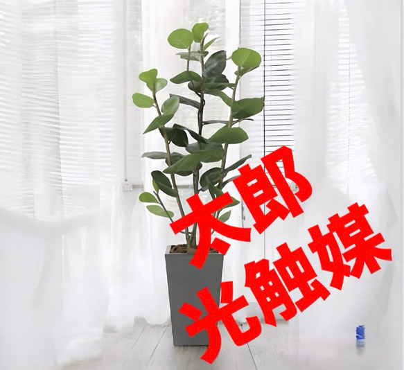 光触媒　人工観葉植物　ウォールグリーン　アーバンシーグレープ1.35