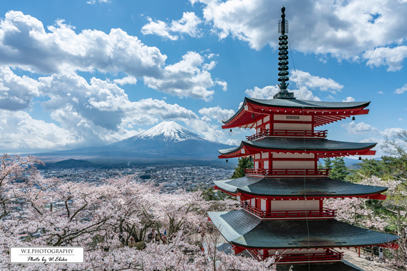 【送料無料】A4～A0版アート絶景写真「山梨県 - 新倉山浅間神社の桜と富士山」