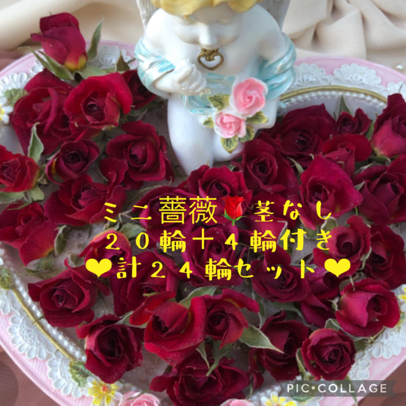 ★ミニ薔薇（茎数ミリ〜茎なし）ドライフラワー★20輪セット+おまけ4輪付き！★ミニバラ 花材　素材★