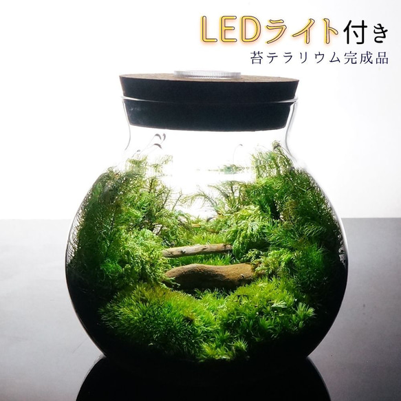 【完成品】LEDライト付 ボトルテラリウム 14cm 苔テラリウム 森の中の道で　LEDライト付 ボトルテラリウム