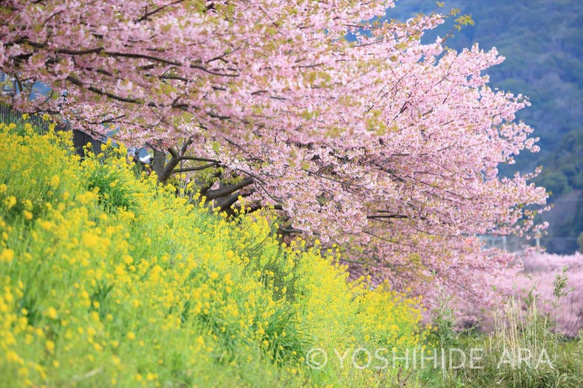 【額装写真】河津の桜並木と菜の花