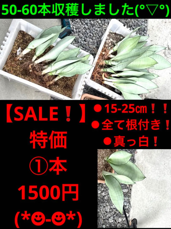 【SALE特価❗️】 ムーンシャイン シルバーキング①本1500円❗️