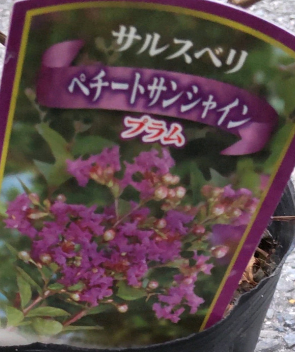 百日紅【プラム】ペチートサンシャイン  サルスベリダークパープルの魅惑的な花を咲かせる