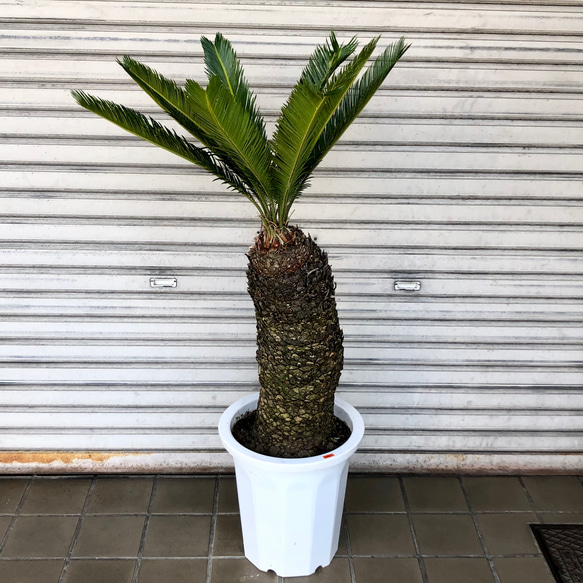 大型！ 樹形抜群  ソテツ 蘇鉄 Cycas revoluta