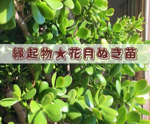 縁起物【多肉植物】 金の成る木 花月 根付き 抜き苗