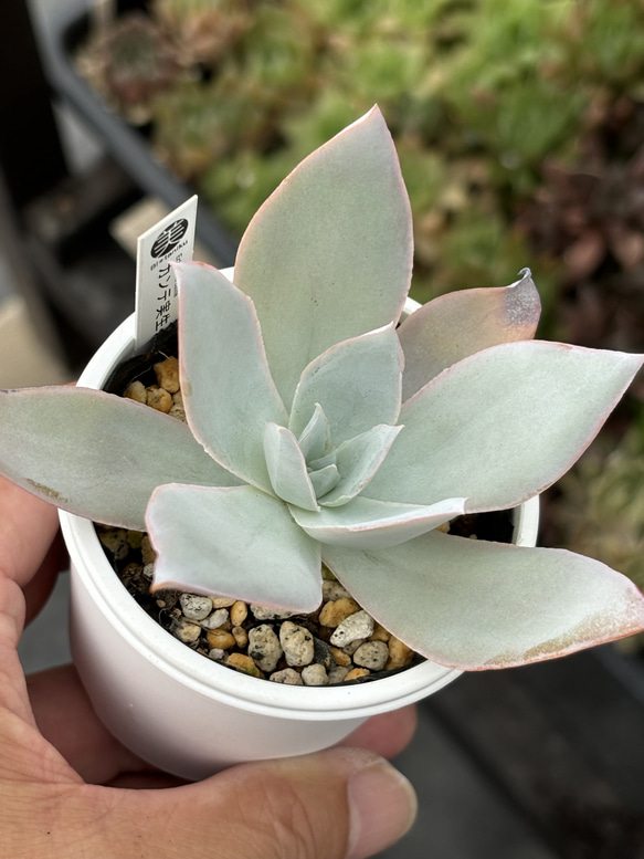 人気原種！★カンテ 実生 多肉植物 ケーレス 自家実生苗