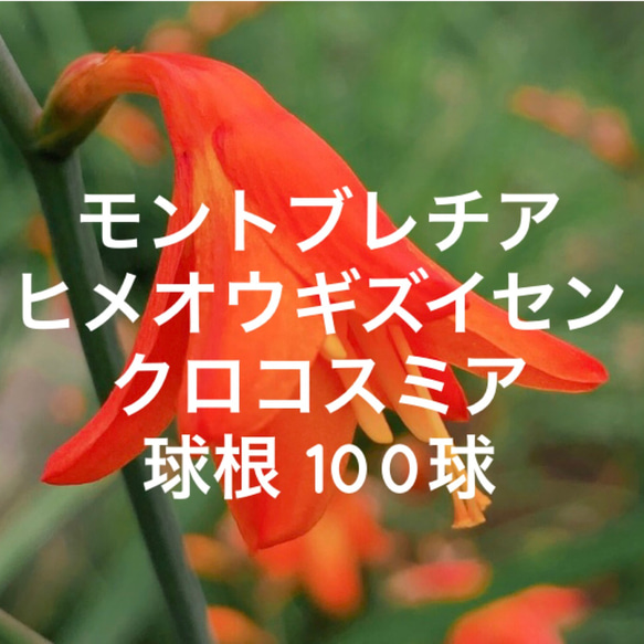 【超お得】モントブレチア ヒメヒオウギズイセン 100球根 ＊ クロコスミア 姫檜扇水仙 多年草