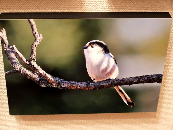 A5サイズの野鳥写真パネルその９