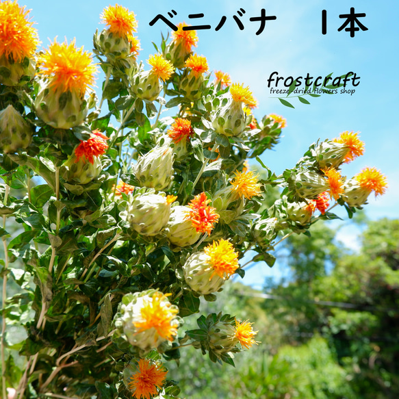 紅花　ベニバナ　フリーズドライフラワー　 freeze-dried flower