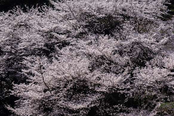 写真のある豊かな暮らし【桜咲き】