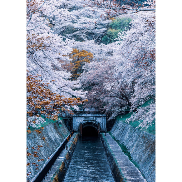 「水路青桜」アクリルダイフィット額装B2サイズ