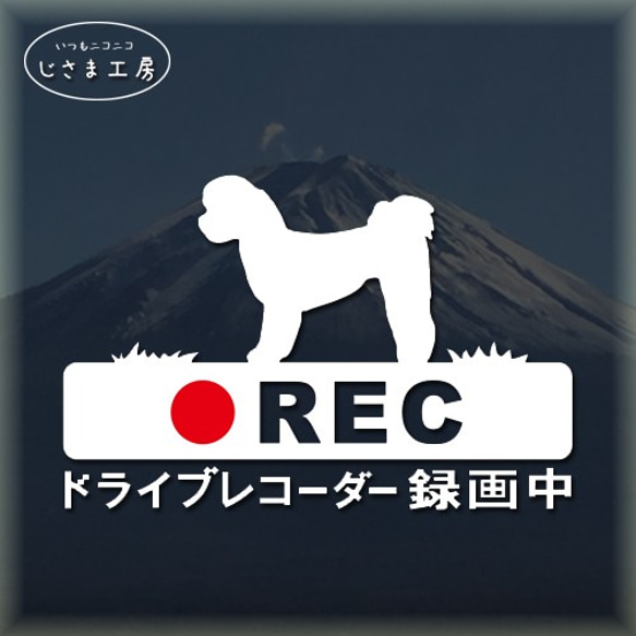 シーズーの白色シルエットステッカー危険運転防止!!ドライブレコーダー録画中