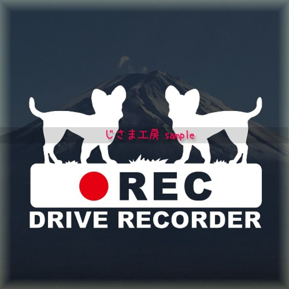 スムースチワワが2匹の白シルエットステッカー後方注意!!『DRIVE　RECORDER』