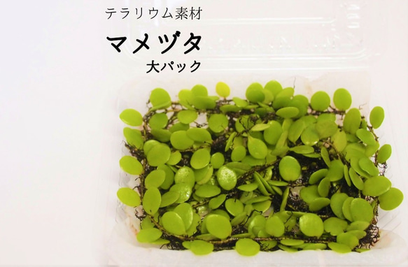 マメヅタ（大パック）（シダ植物）　苔テラリウム素材等