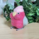 モモイロインコ