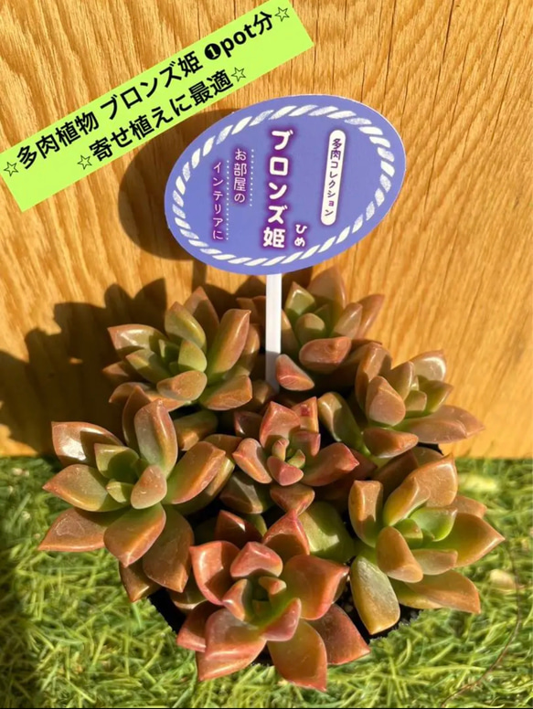 ⭐︎多肉植物 ブロンズ姫 ❶pot分⭐︎寄せ植えに最適⭐︎