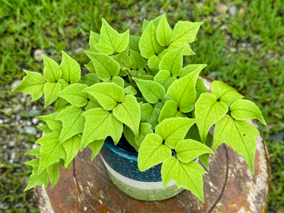 シダ植物「Hardy folly fern」 鉢カバーセット