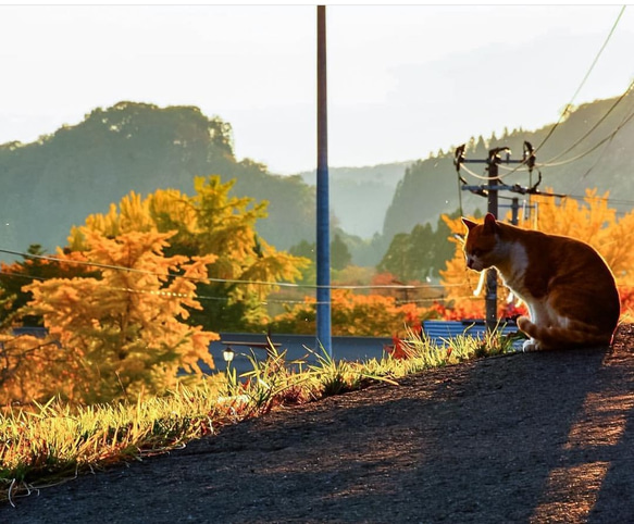 「夕暮れネコ」写真