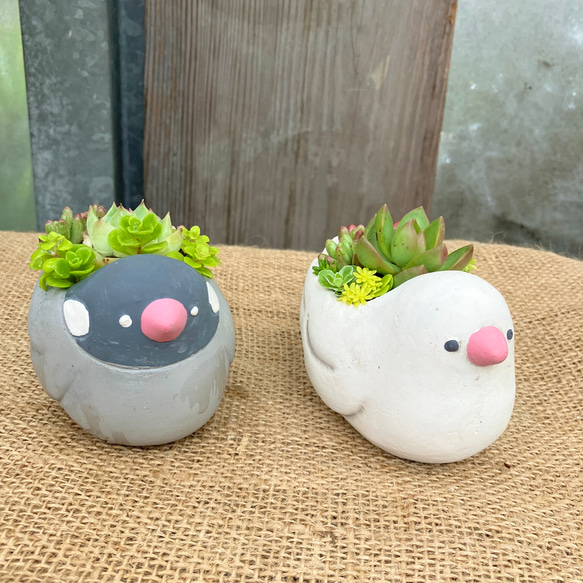 文鳥セット　テラコッタ　多肉　寄せ植え