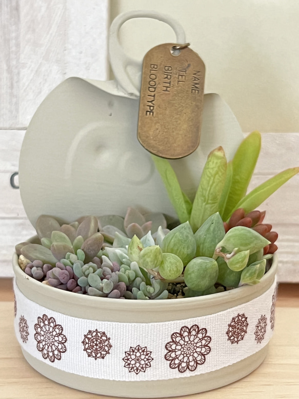 レア品種プロリフェラ錦入り！気まぐれ寄せ植え♡⃛多肉植物＊リメ缶ごと発送