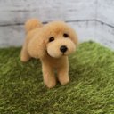 羊毛フェルト 犬 ワンコ  トイプードル トイプー ペット うちの子 虹の橋  トイプー 犬  人形 ぬいぐるみ ペットロス オーダー