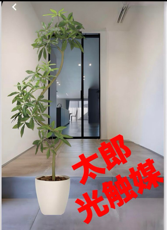 光触媒　人工観葉植物　ウォールグリーン　フェイクグリーン　ツイストパキラ2.1