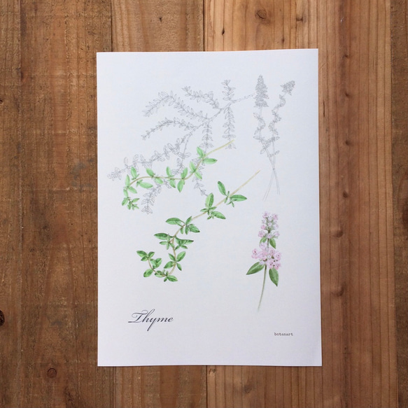 ハーブ　タイムのポスター　植物画　Botanical art  Herb Thyme Mini Poster