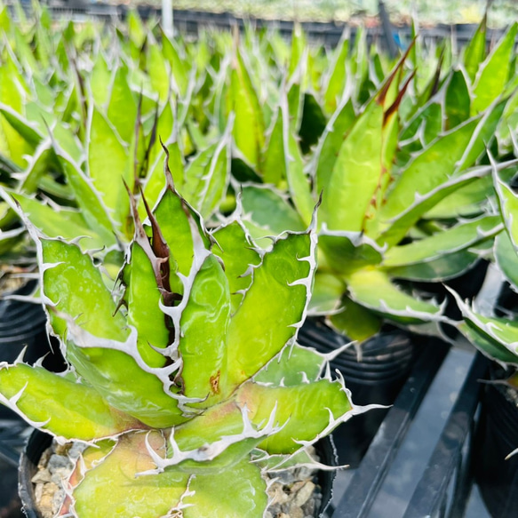 Rainxpluieは雨を泥の多肉植物として知っています•agave•Agavehorrida