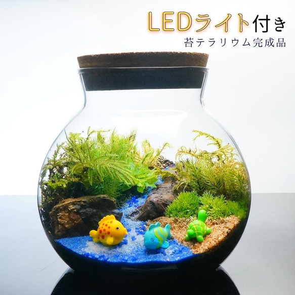 【完成品】LEDライト付 ボトルテラリウム 14cm 苔テラリウム 海へ流れる沢　LEDライト付 ボトルテラリウム