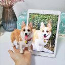 【オーダーメイドペット】羊毛フェルト、うちの子　犬ぬいぐるみ、フェルト犬、羊毛犬、肖像画、犬猫人形 プレゼントやギフトに