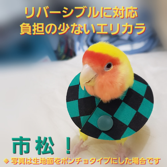 インコ エリザベスカラー(市松模様)1枚・3サイズ・4g