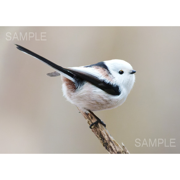 【2L写真】かわいいシマエナガ・北海道野鳥フォト