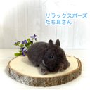 羊毛フェルト うさぎ　リラックスポーズ　チョコレート　ネザーランドドワーフ