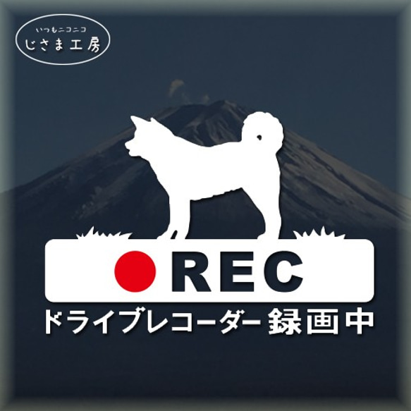 秋田犬の白色シルエットステッカー危険運転防止!!ドライブレコーダー録画中