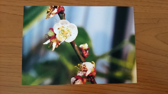 花の写真〜梅の花〜