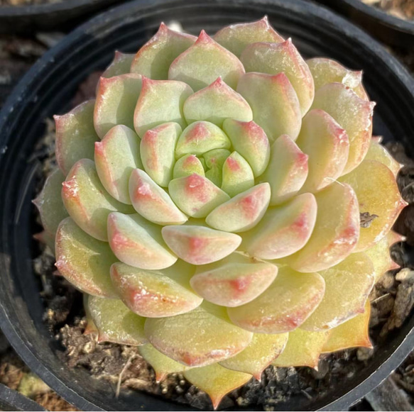 YinHua エケベリア 超美苗 大苗 大株 多肉植物 韓国苗 観葉植物 花 園芸