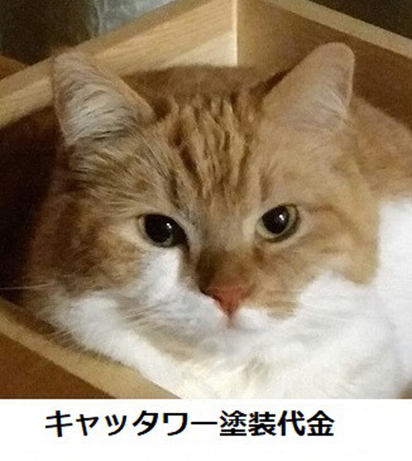 キャッタワー塗装代金