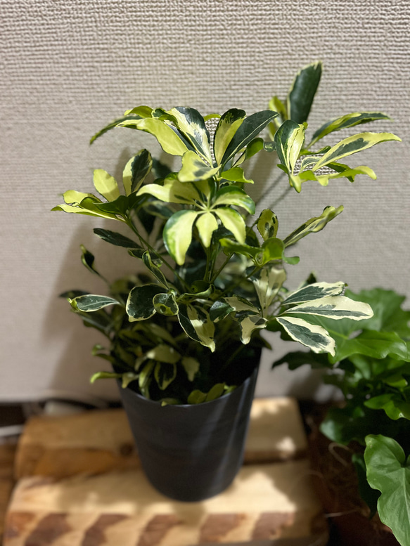 観葉植物　シェフレラ　ホンコンカポック斑入り