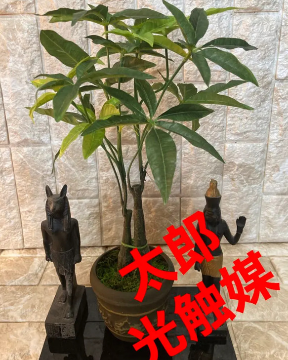 光触媒　人工観葉植物　ウォールグリーン　フェイクグリーン　パキラ41