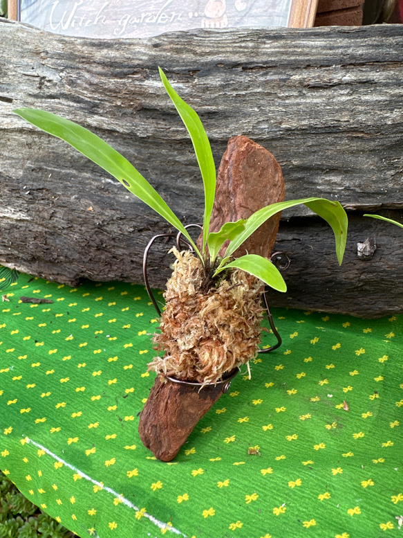 人気植物 アスプレニウム板付き