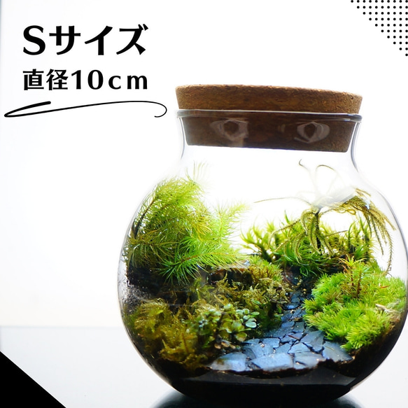 S10cm LEDライト付 ボトルテラリウム 苔テラリウム 完成品 草原に続く道 テラリウム プレゼント 木化石