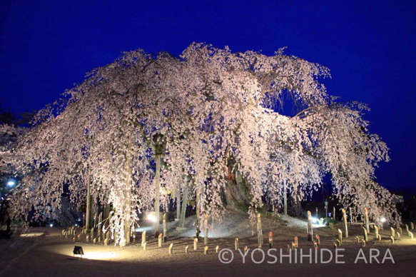 【額装写真】麻績の里舞台桜のライトアップ