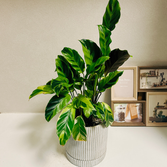 ［現品］カラテア　タイビューティー　観葉植物　室内　おしゃれ　かわいい　綺麗　陶器鉢受け皿付き